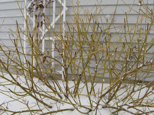 Unpruned Yellow Twig Dogwood