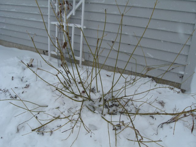Pruned Yellow Twig Dogwood.