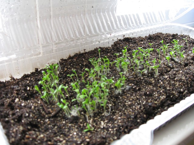 dianthus crimsonia seedlings- 4 weeks later