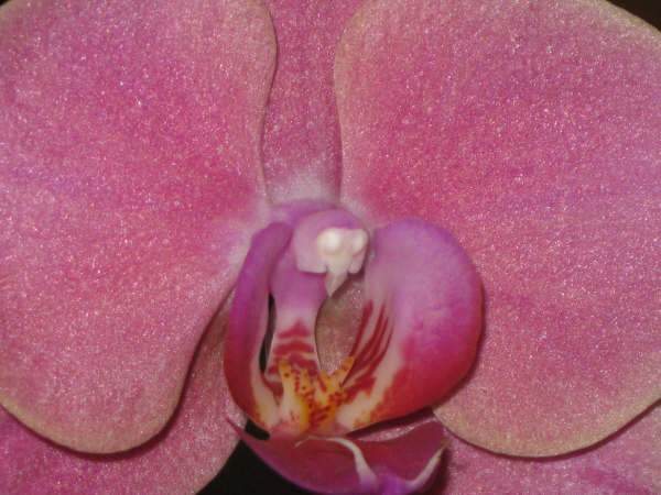 Dusty Rose Colored Orchid