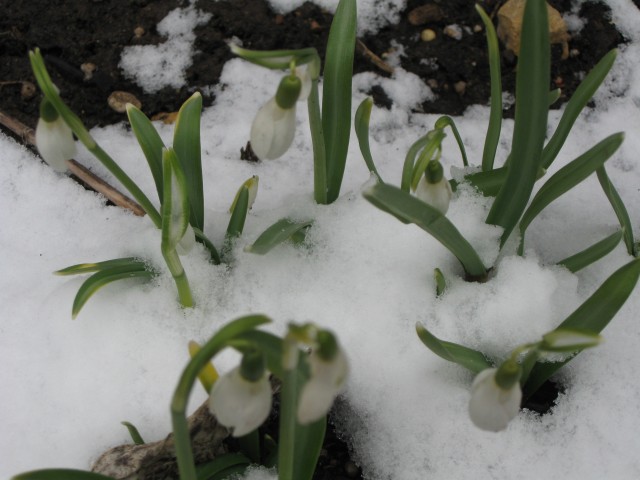 Galanthus Nivalis: snowdrops, living up to their name