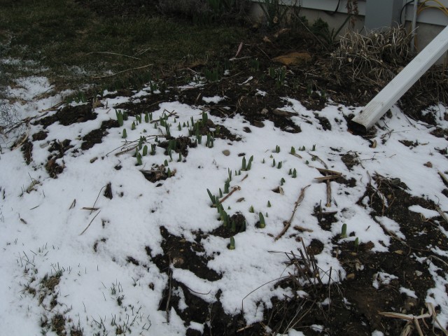 daffodils and snow