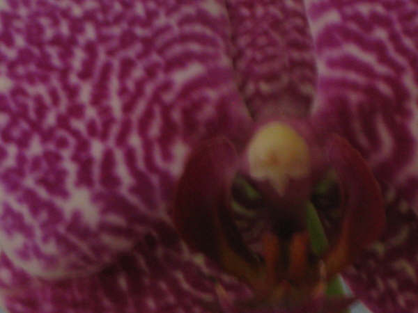 My Favorite Orchid