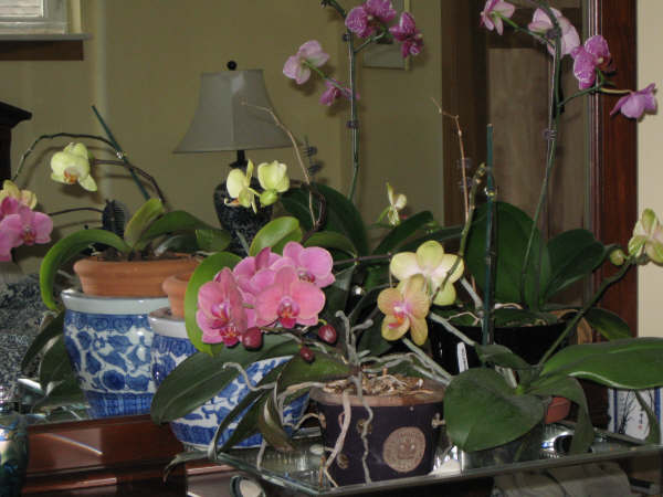 Some of my Phaleonopsis Orchids